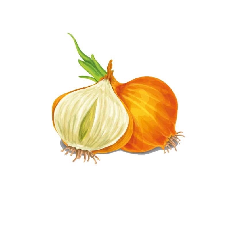 Die Zwiebel
