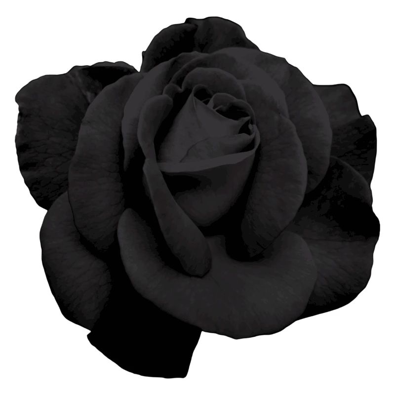 Schwarze Rose