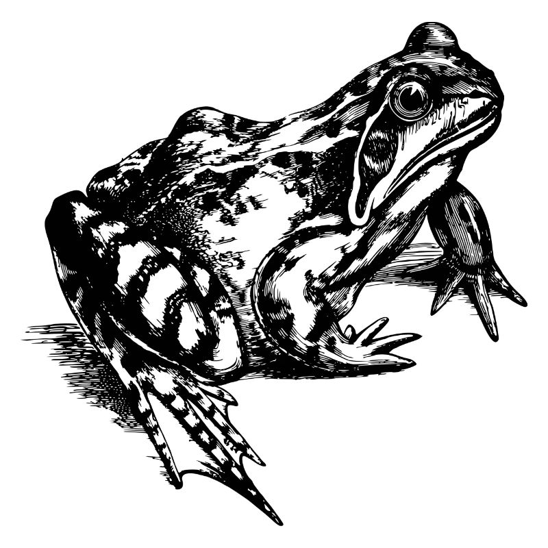 Frosch