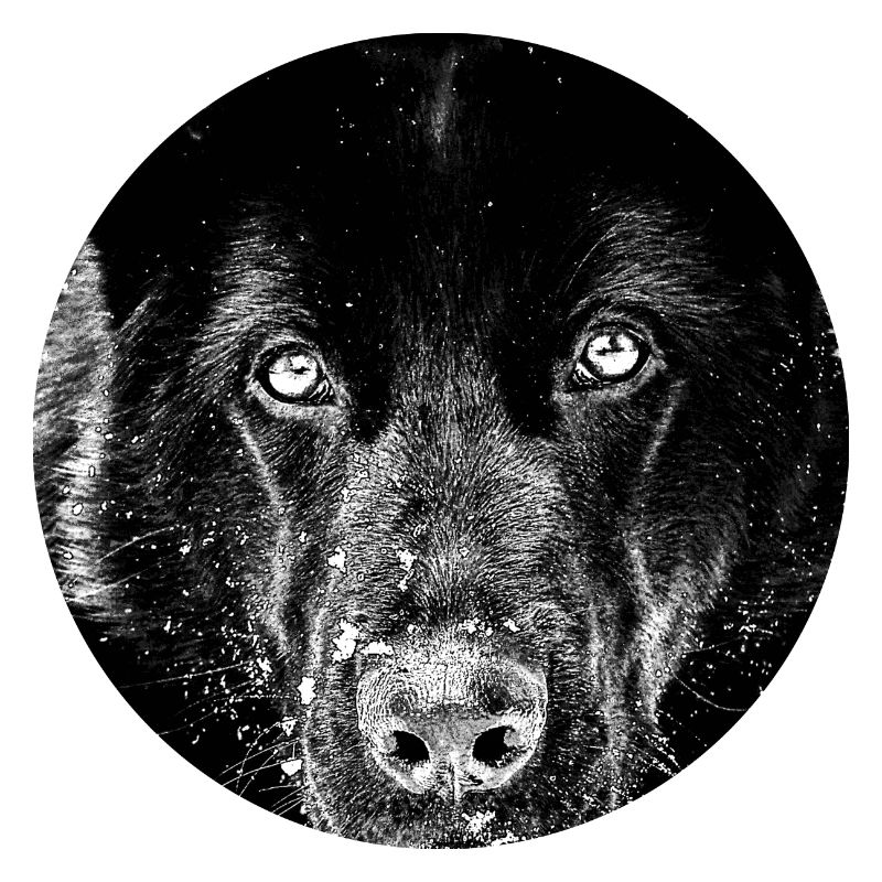 Schwarzer Schäferhund