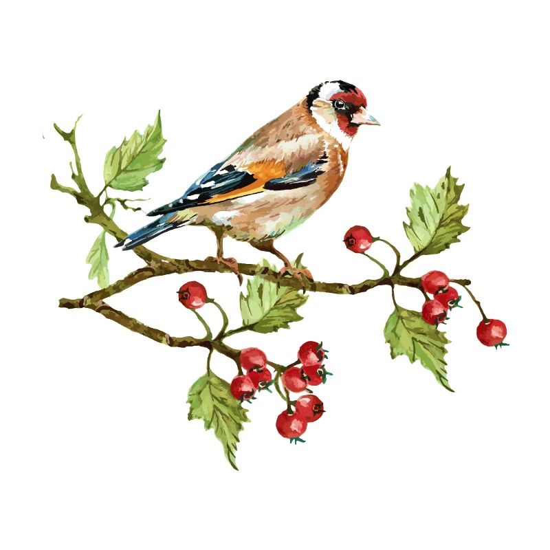 Goldfinch-Vogel