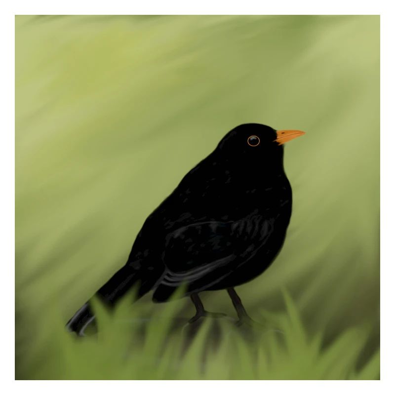 Amsel