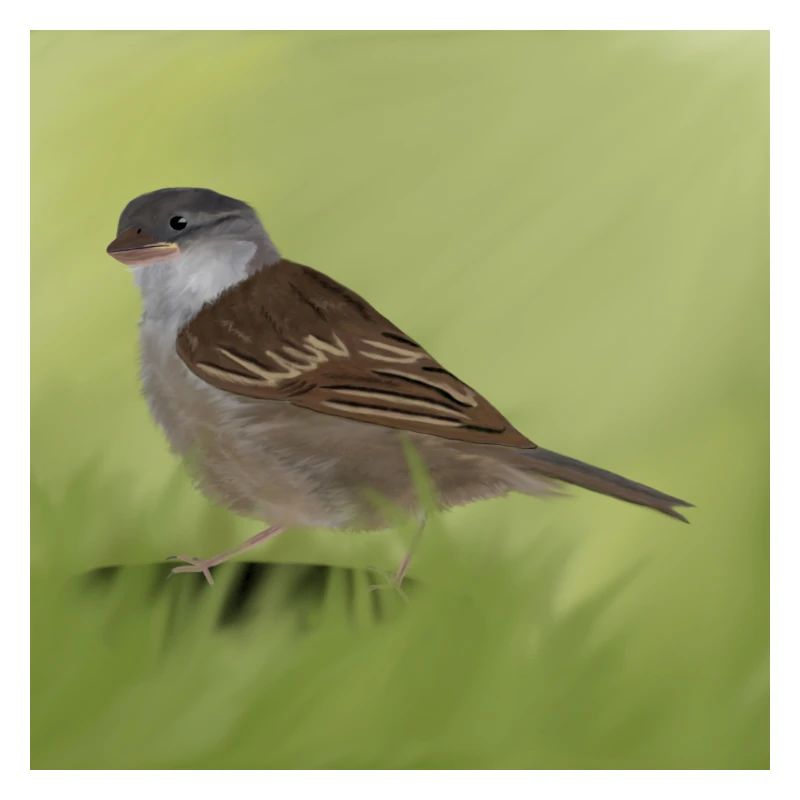 Spatz