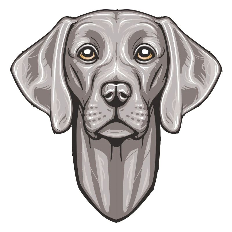 Weimaraner