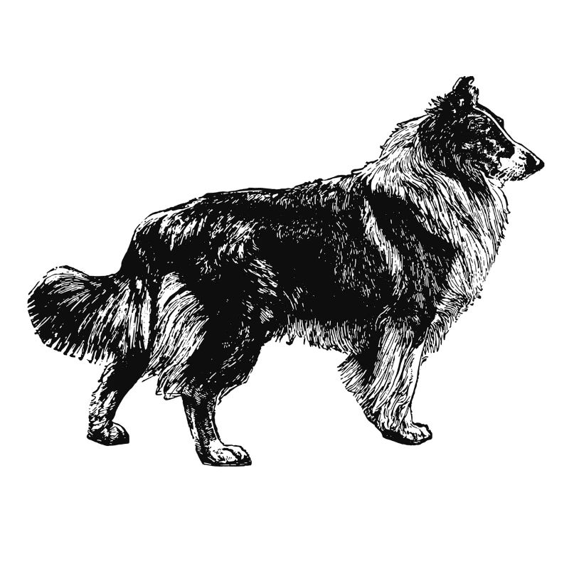 Collie