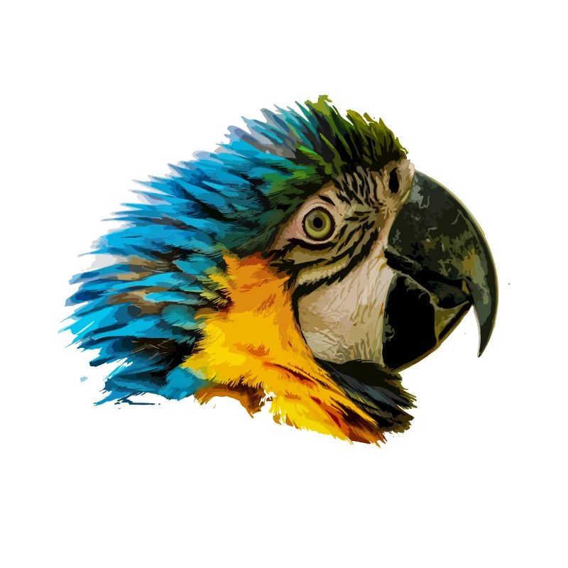Parrot head