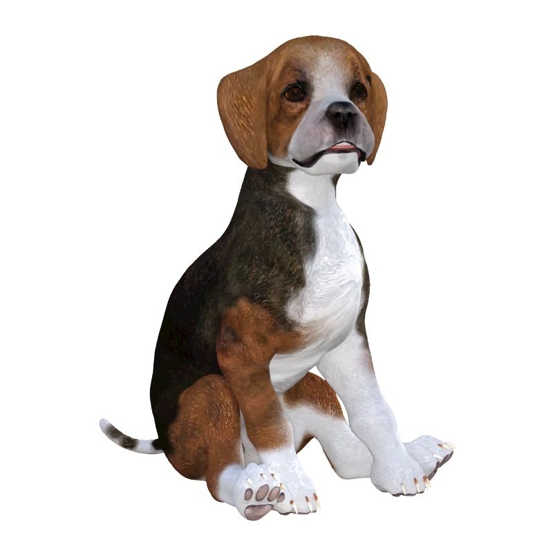Beagle Welpe