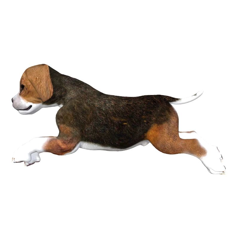 Beagle puppy