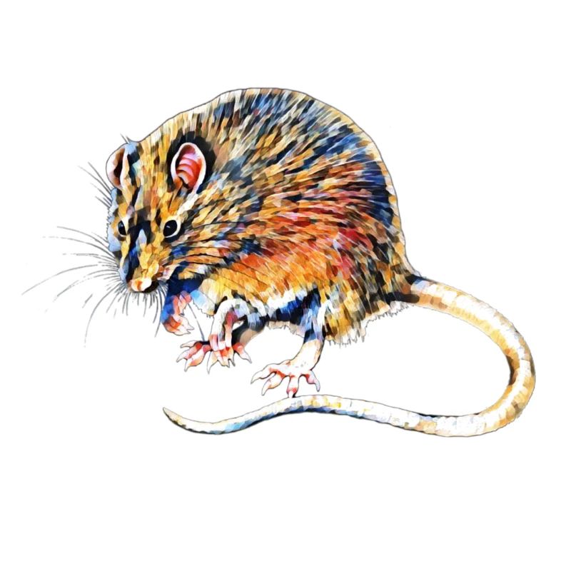 Ratte