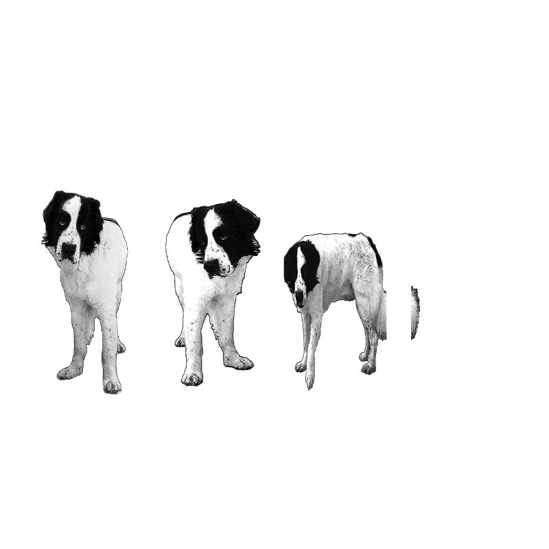 Hund-Landseer-Dog-Geschenkidee