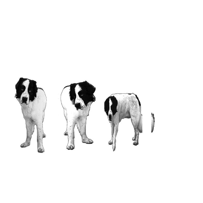 Landseer-Hund--Geschenkidee