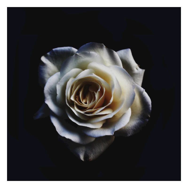 White Rose