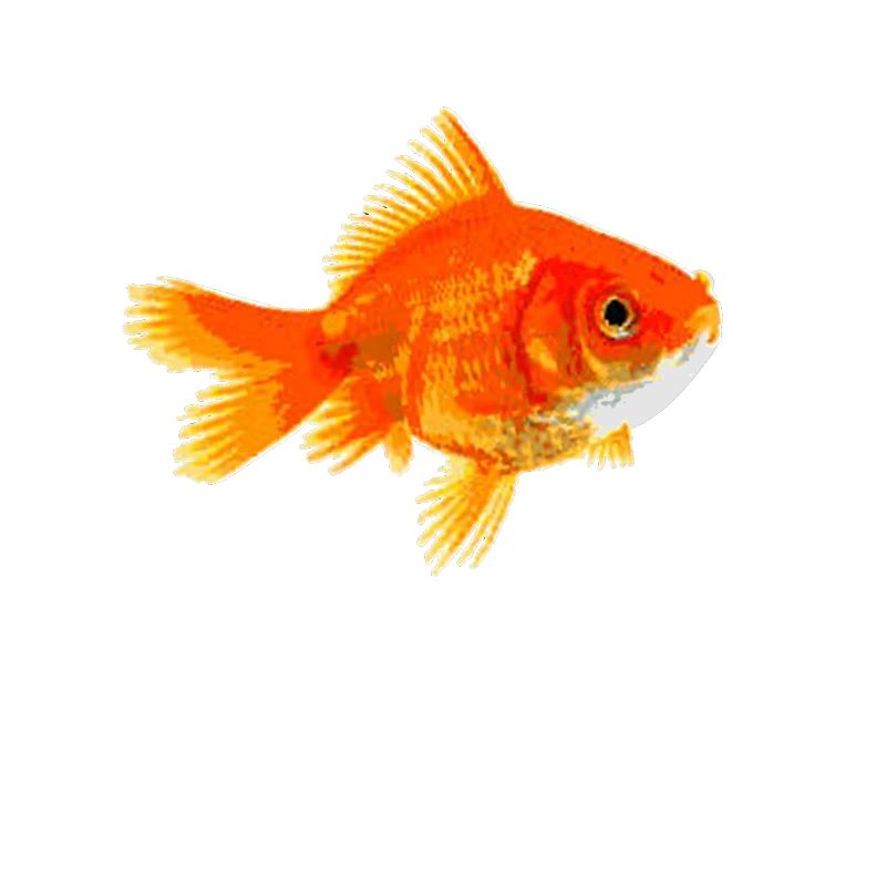 Goldfisch