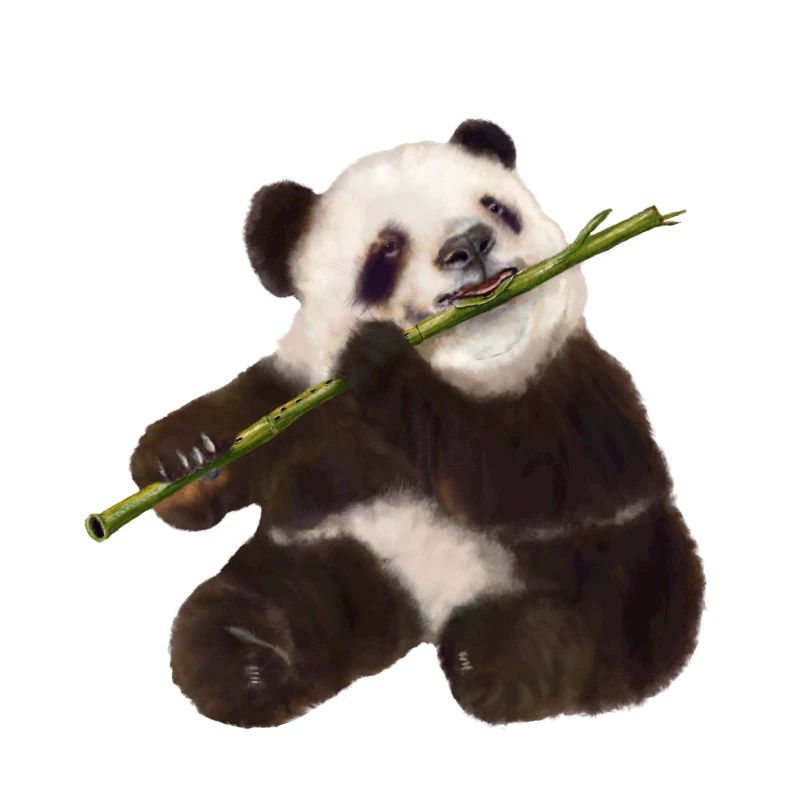 Paddy Panda