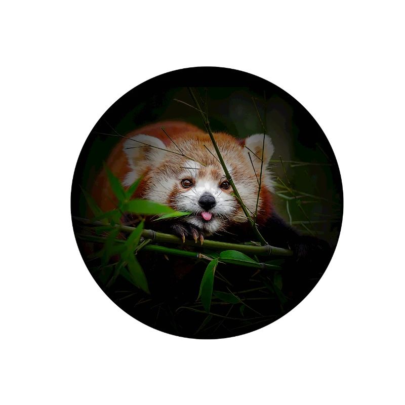 red panda comic style roter Panda