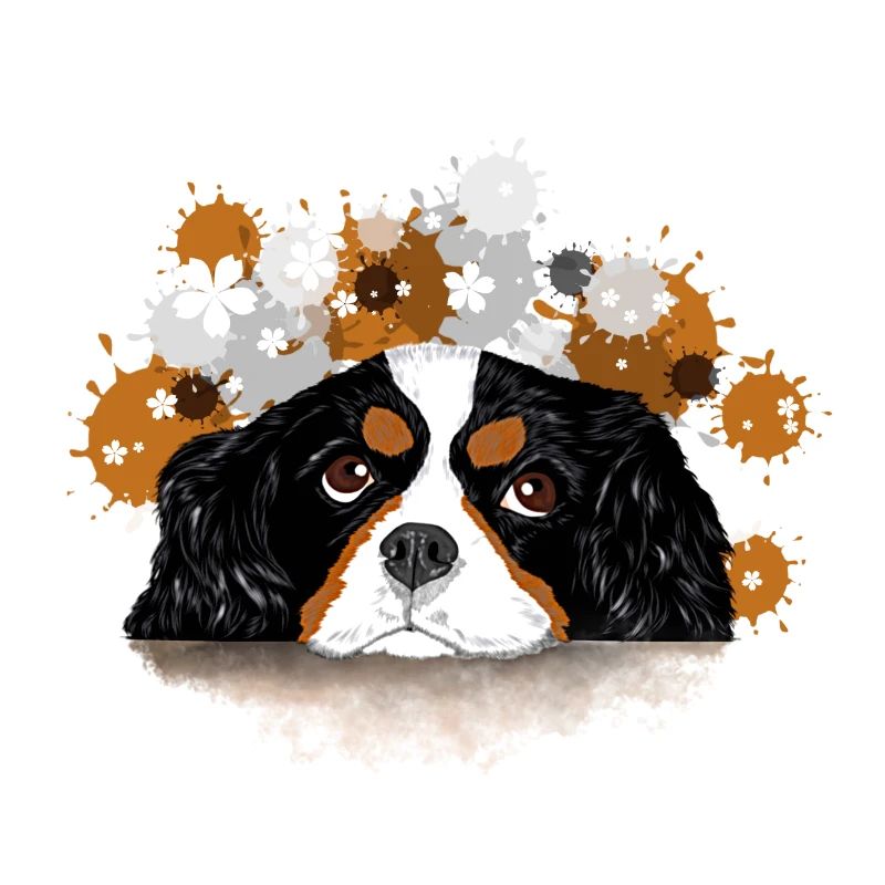 Spaniel