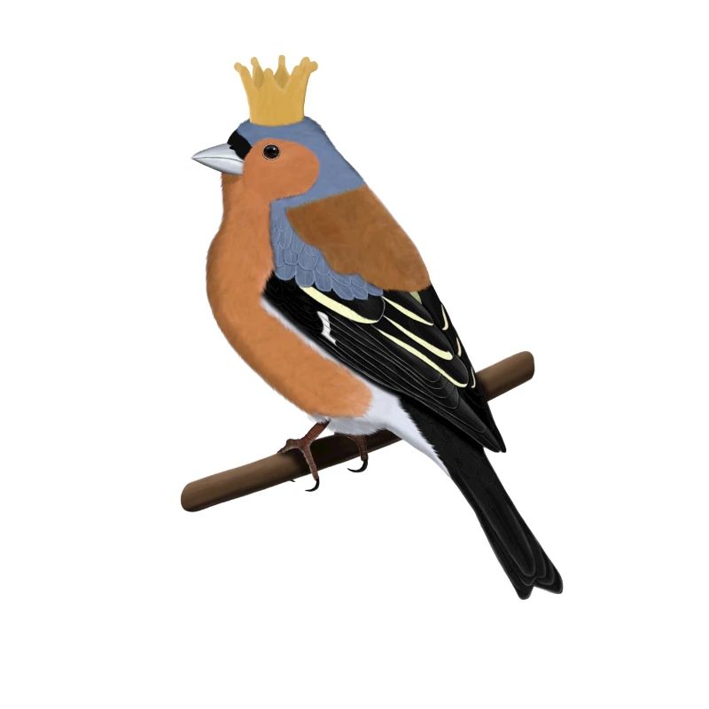 Buchfink Krone Singvogel Süßer Vogel Gartenvogel