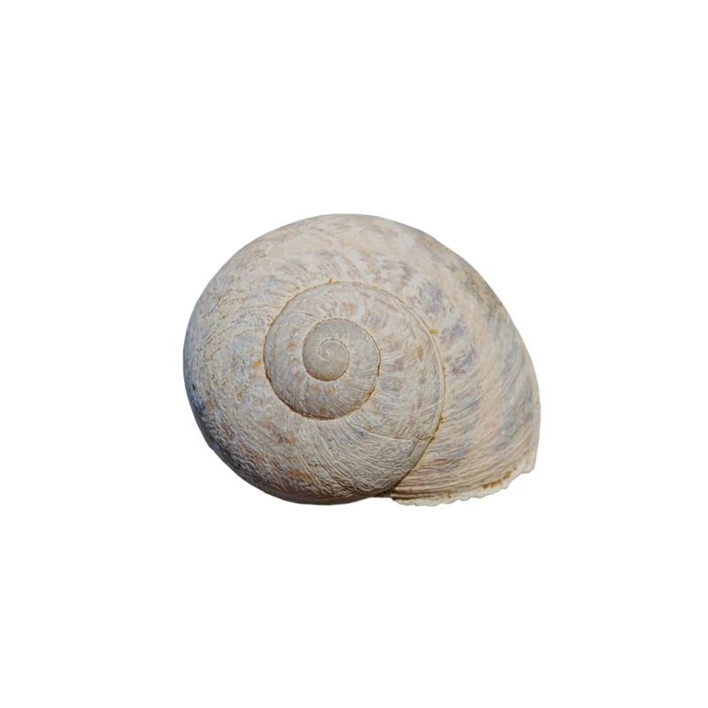 Schnecke