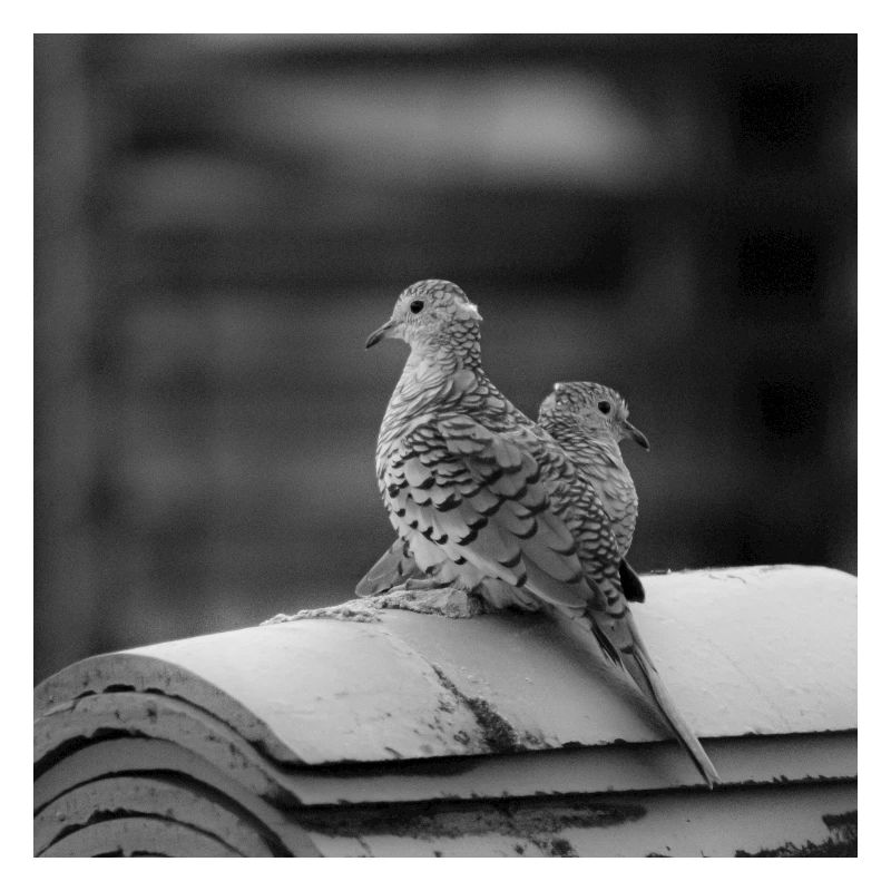Vögel