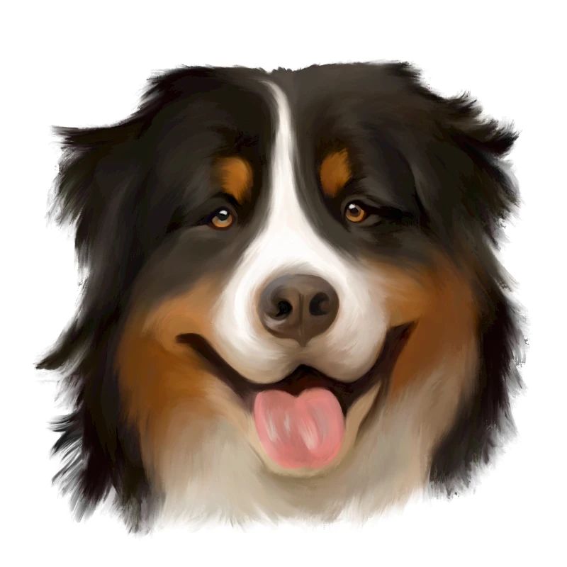 Berner Sennenhund