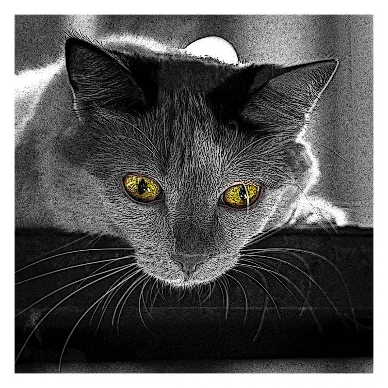 Die Katze
