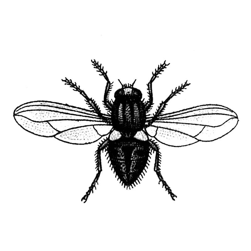 Fliegen