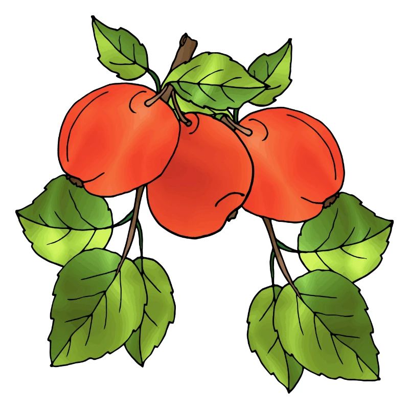 Äpfel