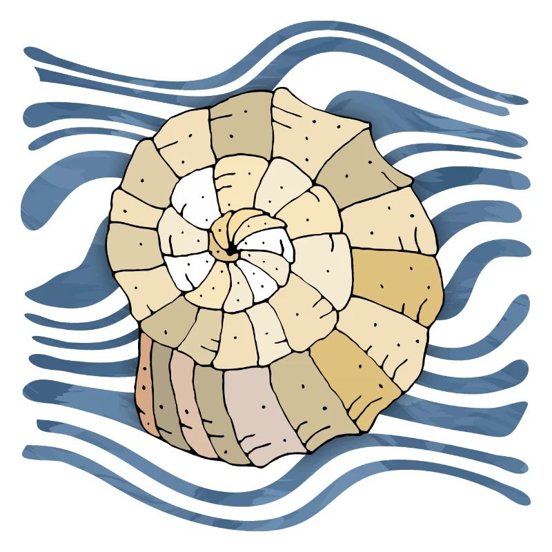 Shell