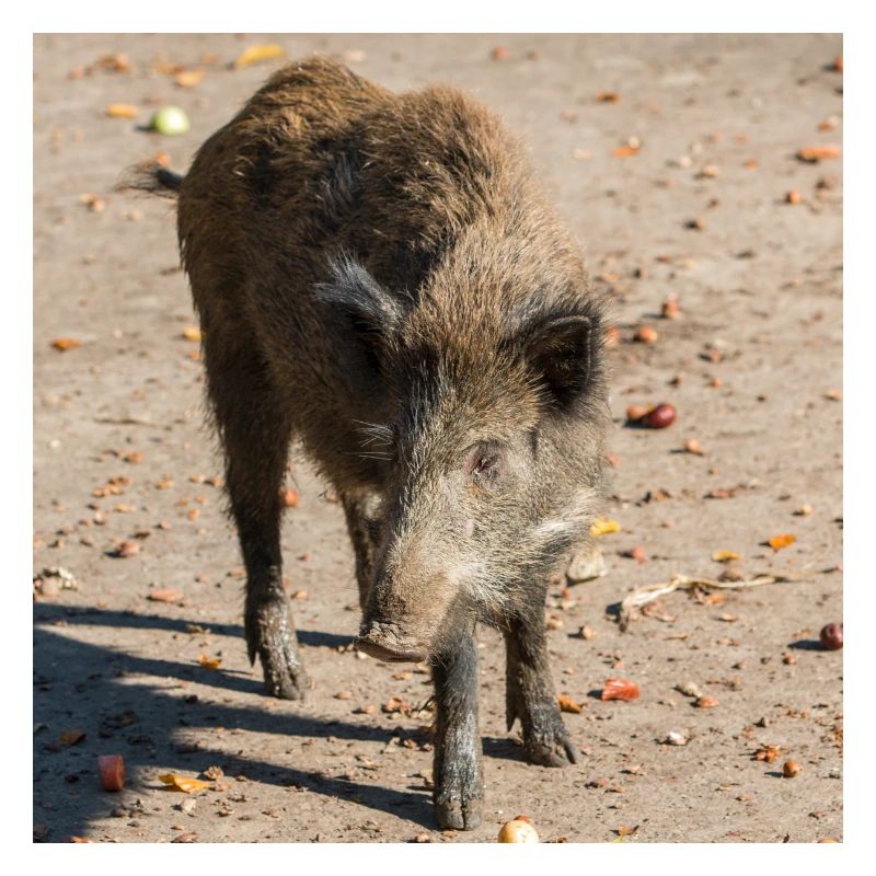 Wildschwein Sus scrofa