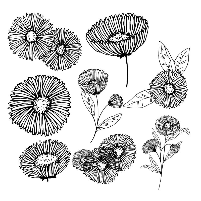 Aster Blütengruppe
