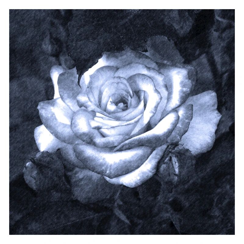 Rose im Mondschein