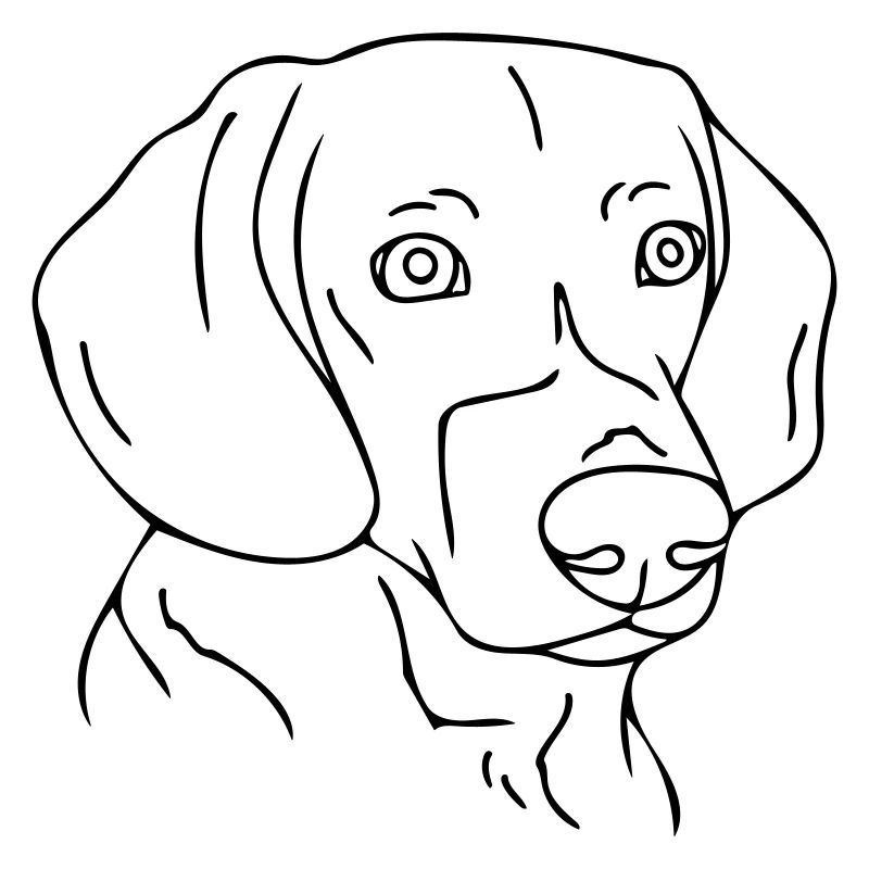 Hund
