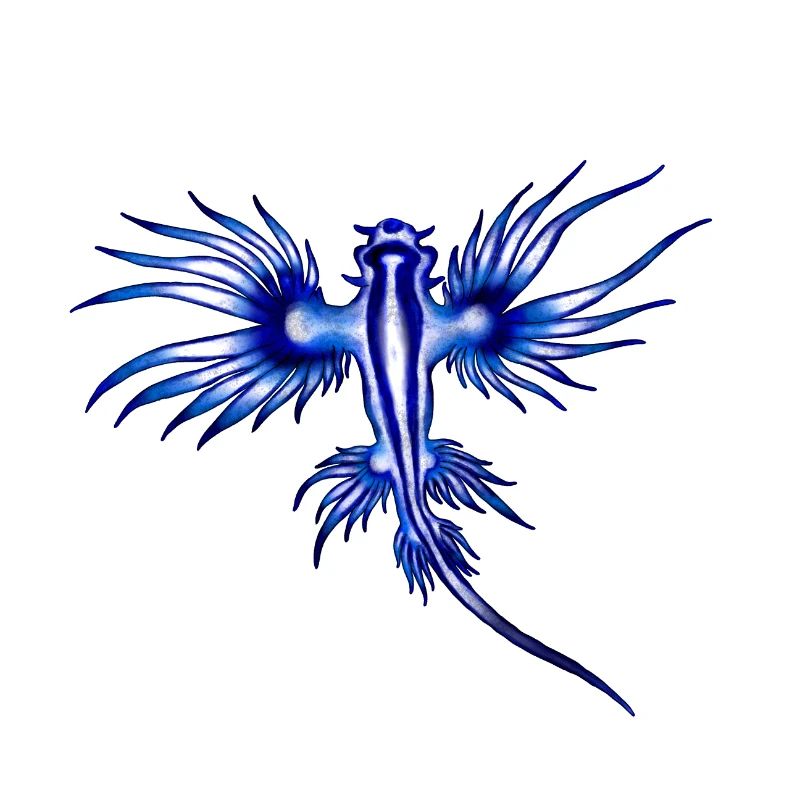 BLAUER DRACHE