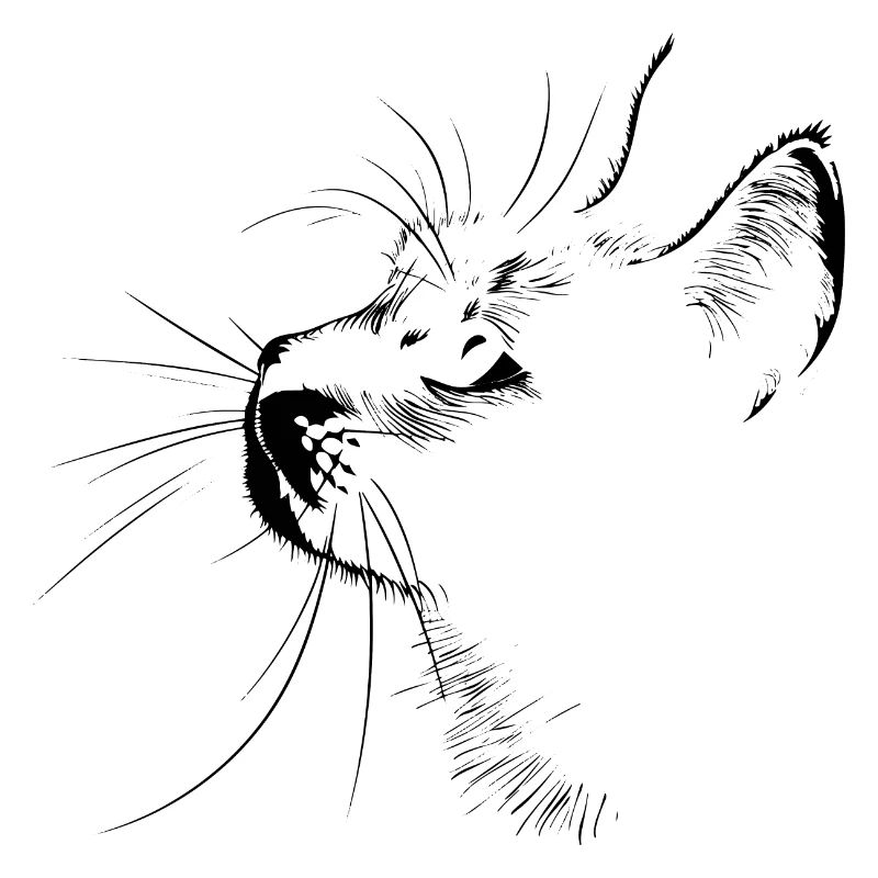 Katze, Katzenmotiv, Katzengesicht