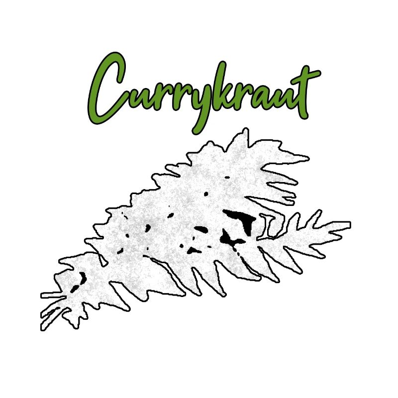 Currykraut Kräuter