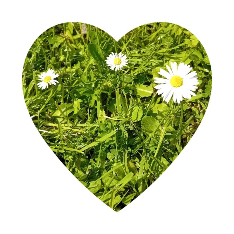 Gänseblume