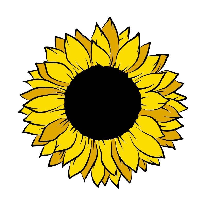 Sonnenblume