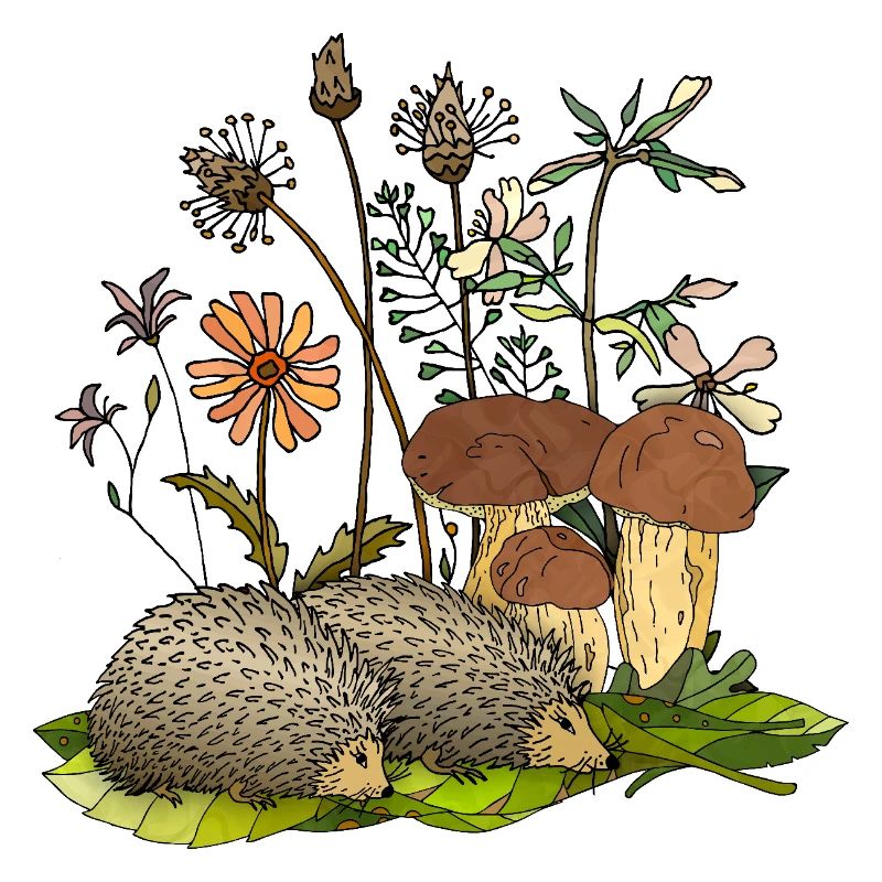 Igel