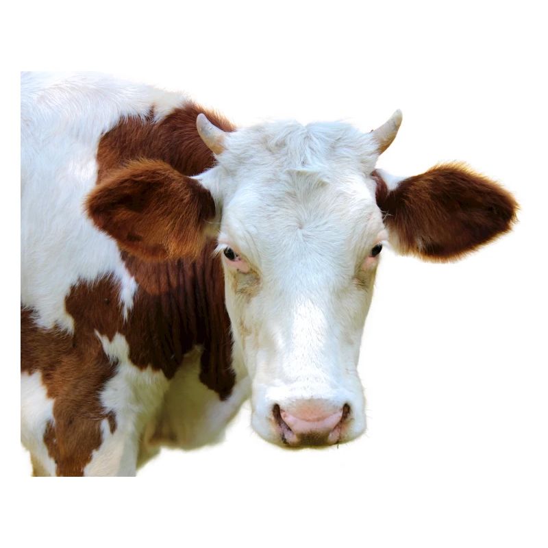 Tête de vache