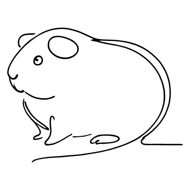 Meerschweinchen