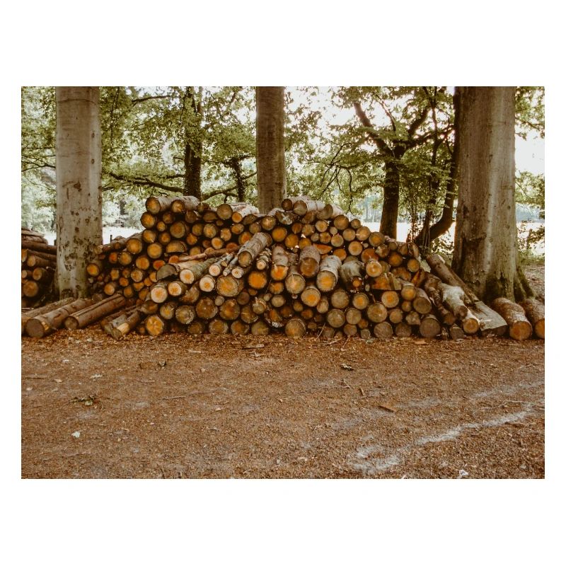 Holz im Wald