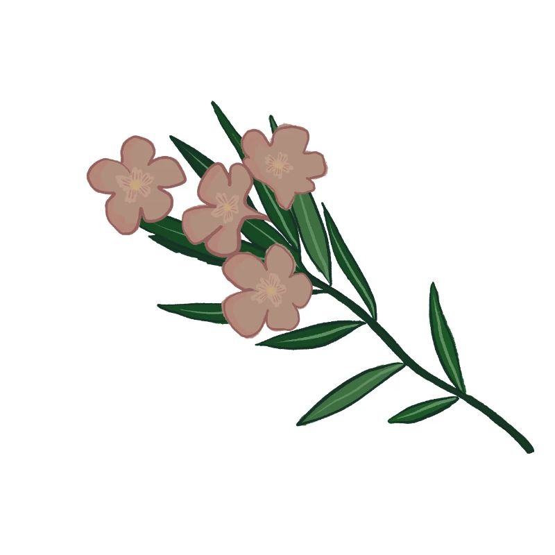 Rosa Oleander Blütenzweig