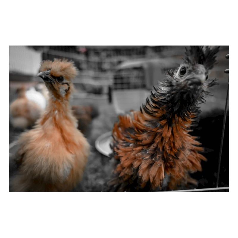 Crazy Chicken