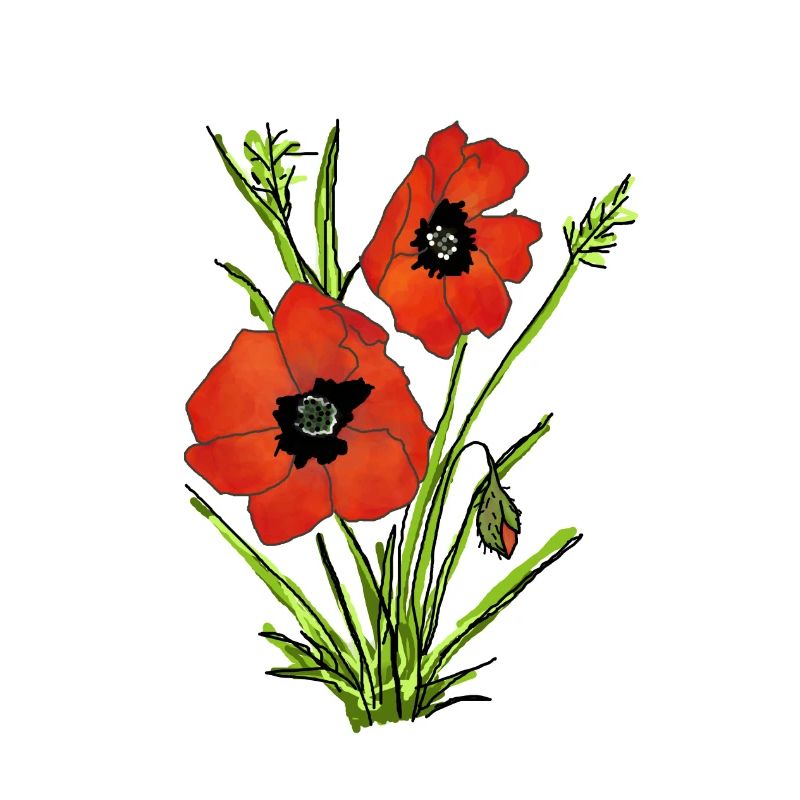 Mohnblumen, Poppy