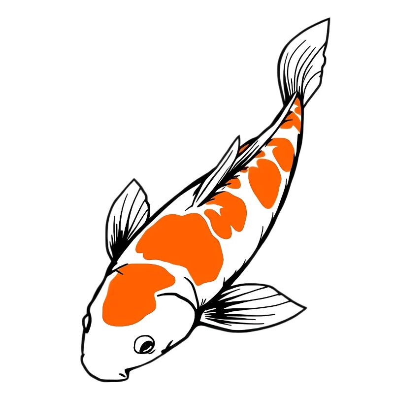 Koi Fisch