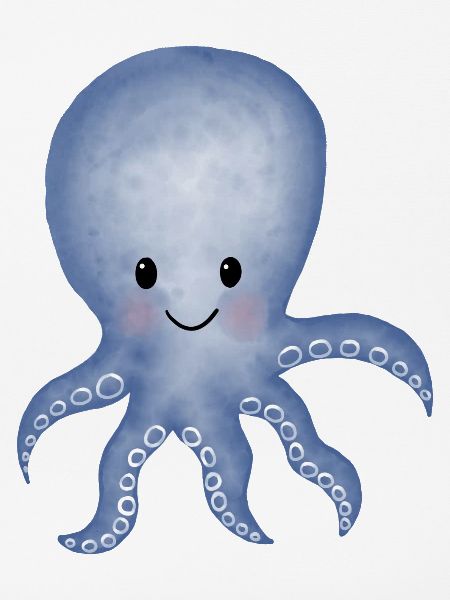 Octopus squid