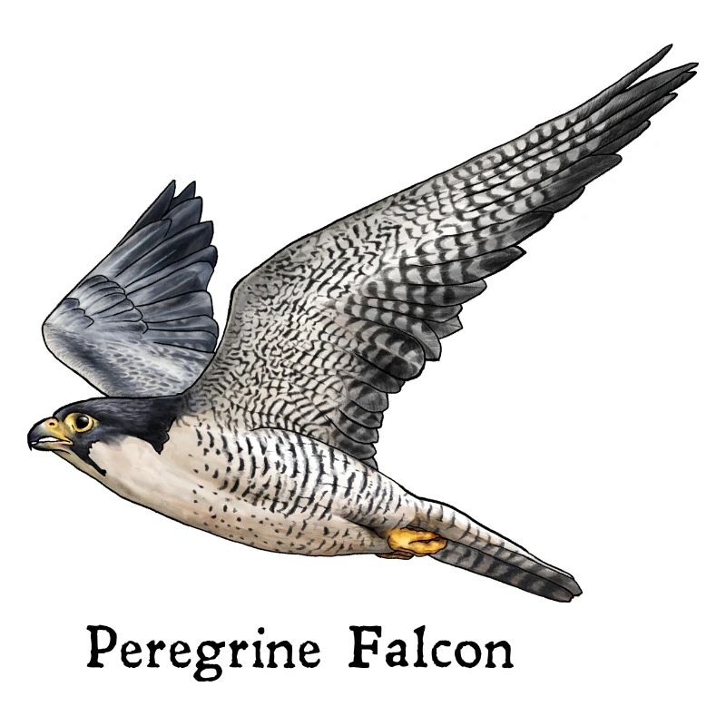 Wanderfalke - Peregrine Falcon