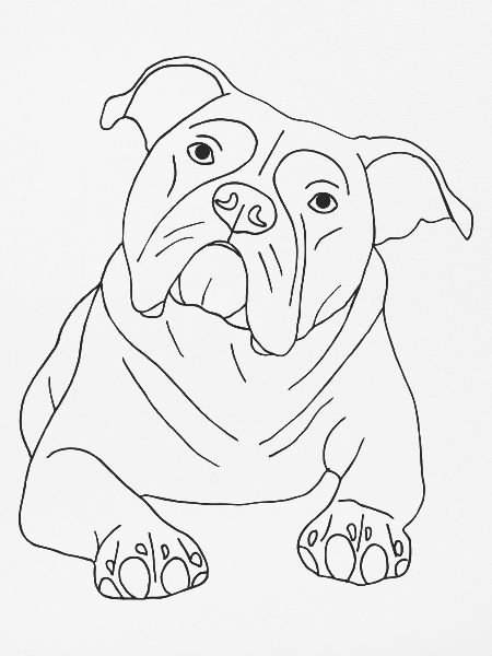 Old English Bulldog