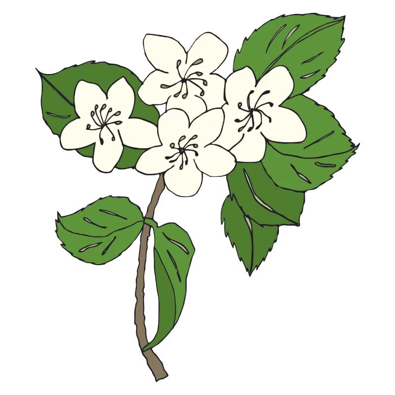 birnbaum blüten