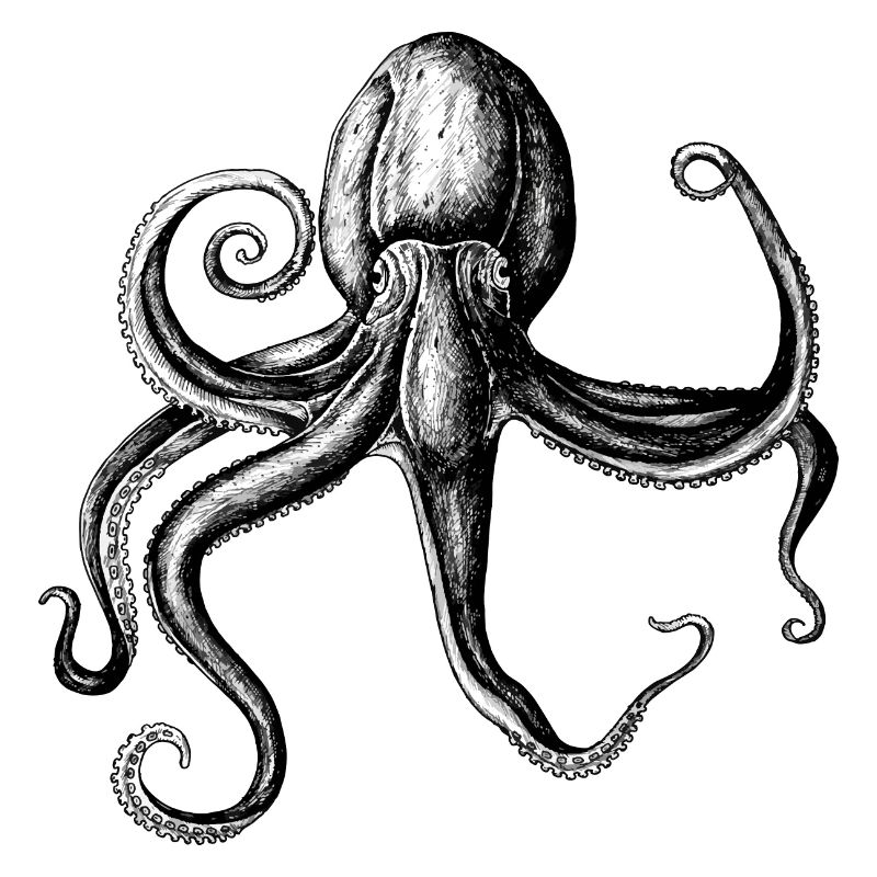 Oktopus - Kraken - gezeichnet